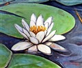 Wathet lily.jpg