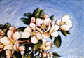 Äppelblommor.jpg